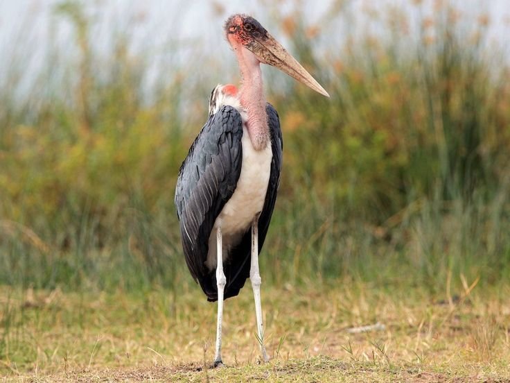 Marabou Stork in Tanzania in Tanzania